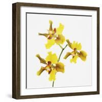 Yellow orchid-Micha Pawlitzki-Framed Premium Photographic Print