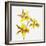 Yellow orchid-Micha Pawlitzki-Framed Premium Photographic Print