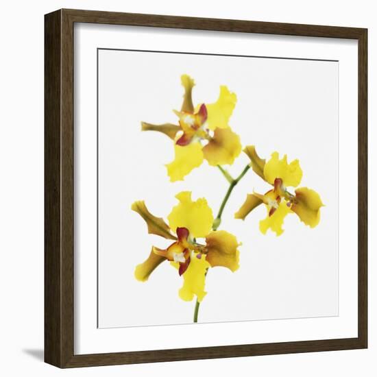 Yellow orchid-Micha Pawlitzki-Framed Premium Photographic Print