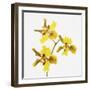 Yellow orchid-Micha Pawlitzki-Framed Premium Photographic Print