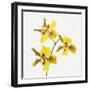 Yellow orchid-Micha Pawlitzki-Framed Premium Photographic Print