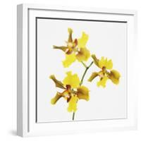 Yellow orchid-Micha Pawlitzki-Framed Premium Photographic Print