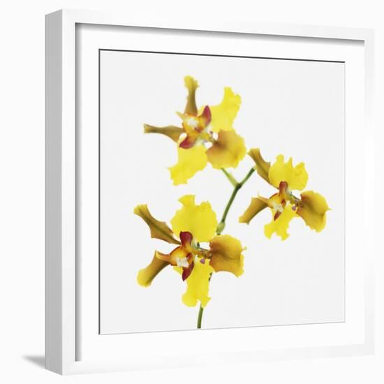 Yellow orchid-Micha Pawlitzki-Framed Premium Photographic Print