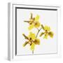 Yellow orchid-Micha Pawlitzki-Framed Premium Photographic Print