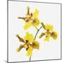 Yellow orchid-Micha Pawlitzki-Mounted Premium Photographic Print