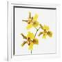 Yellow orchid-Micha Pawlitzki-Framed Photographic Print