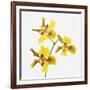 Yellow orchid-Micha Pawlitzki-Framed Photographic Print