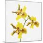 Yellow orchid-Micha Pawlitzki-Mounted Photographic Print