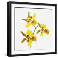 Yellow orchid-Micha Pawlitzki-Framed Photographic Print