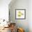 Yellow orchid-Micha Pawlitzki-Framed Photographic Print displayed on a wall