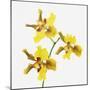 Yellow orchid-Micha Pawlitzki-Mounted Photographic Print