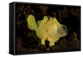 Yellow Painted Frogfish, Side Profile on Volcanic Sand, Bali-null-Framed Stretched Canvas