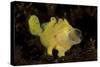 Yellow Painted Frogfish, Side Profile on Volcanic Sand, Bali-null-Stretched Canvas