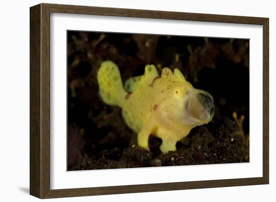 Yellow Painted Frogfish, Side Profile on Volcanic Sand, Bali-null-Framed Photographic Print
