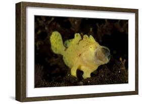 Yellow Painted Frogfish, Side Profile on Volcanic Sand, Bali-null-Framed Photographic Print