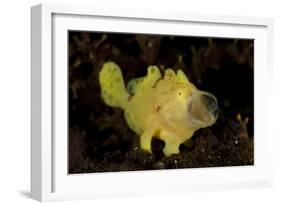 Yellow Painted Frogfish, Side Profile on Volcanic Sand, Bali-null-Framed Photographic Print