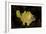 Yellow Painted Frogfish, Side Profile on Volcanic Sand, Bali-null-Framed Photographic Print