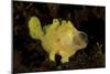 Yellow Painted Frogfish, Side Profile on Volcanic Sand, Bali-null-Mounted Photographic Print