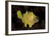 Yellow Painted Frogfish, Side Profile on Volcanic Sand, Bali-null-Framed Photographic Print