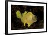 Yellow Painted Frogfish, Side Profile on Volcanic Sand, Bali-null-Framed Photographic Print