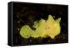 Yellow Painted Frogfish, Side Profile on Volcanic Sand, Bali-null-Framed Stretched Canvas