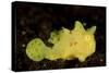 Yellow Painted Frogfish, Side Profile on Volcanic Sand, Bali-null-Stretched Canvas