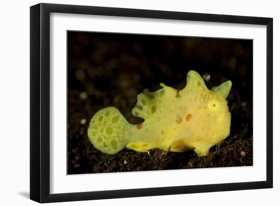 Yellow Painted Frogfish, Side Profile on Volcanic Sand, Bali-null-Framed Premium Photographic Print