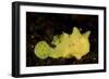 Yellow Painted Frogfish, Side Profile on Volcanic Sand, Bali-null-Framed Premium Photographic Print