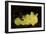 Yellow Painted Frogfish, Side Profile on Volcanic Sand, Bali-null-Framed Photographic Print