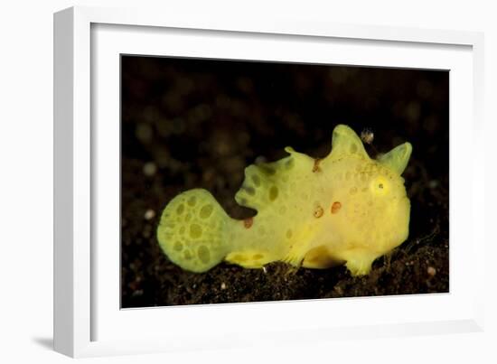 Yellow Painted Frogfish, Side Profile on Volcanic Sand, Bali-null-Framed Photographic Print