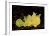 Yellow Painted Frogfish, Side Profile on Volcanic Sand, Bali-null-Framed Photographic Print
