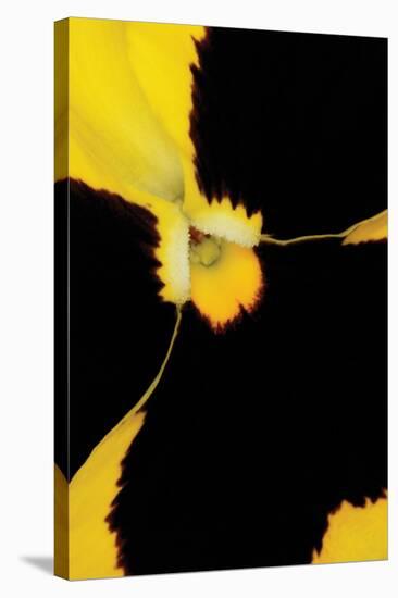 Yellow Pansy-Danny Burk-Stretched Canvas