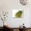 Yellow Pear-null-Photographic Print displayed on a wall