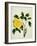 Yellow Peony, c.1800-1840-null-Framed Giclee Print