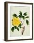 Yellow Peony, c.1800-1840-null-Framed Giclee Print