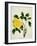 Yellow Peony, c.1800-1840-null-Framed Giclee Print