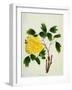 Yellow Peony, c.1800-1840-null-Framed Giclee Print