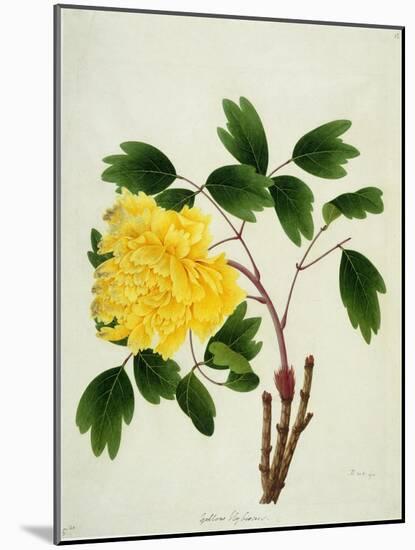 Yellow Peony, c.1800-1840-null-Mounted Giclee Print