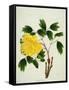 Yellow Peony, c.1800-1840-null-Framed Stretched Canvas