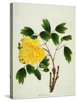 Yellow Peony, c.1800-1840-null-Stretched Canvas
