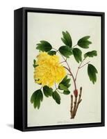 Yellow Peony, c.1800-1840-null-Framed Stretched Canvas