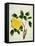 Yellow Peony, c.1800-1840-null-Framed Stretched Canvas