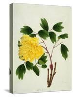 Yellow Peony, c.1800-1840-null-Stretched Canvas