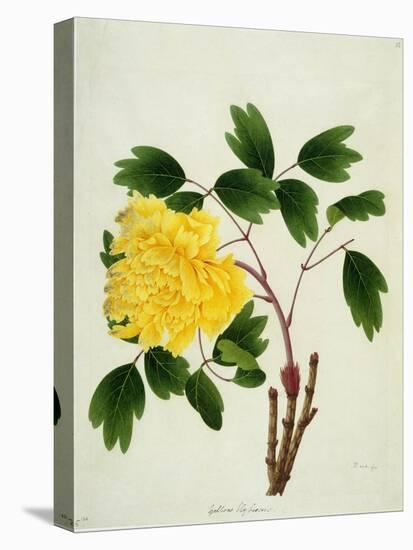 Yellow Peony, c.1800-1840-null-Stretched Canvas