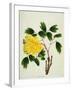 Yellow Peony, c.1800-1840-null-Framed Giclee Print