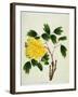 Yellow Peony, c.1800-1840-null-Framed Giclee Print