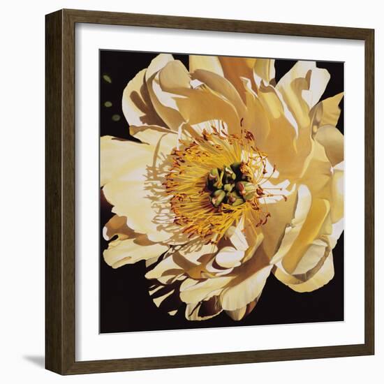 Yellow Peony-Jennifer Harmes-Framed Giclee Print