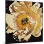 Yellow Peony-Jennifer Harmes-Mounted Giclee Print