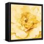 Yellow Peony-Danhui Nai-Framed Stretched Canvas