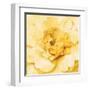 Yellow Peony-Danhui Nai-Framed Art Print